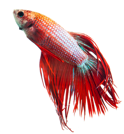 Red crown tail siamese fighting fish, betta splendens.の写真素材