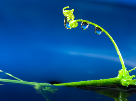 Dew drops close upの写真素材
