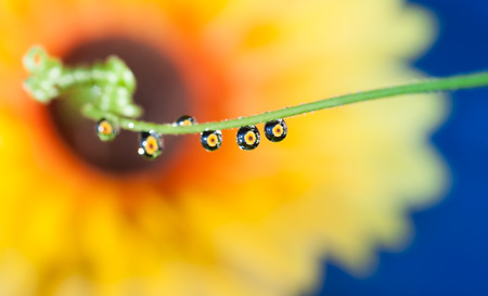Flower refraction in a raindropの写真素材
