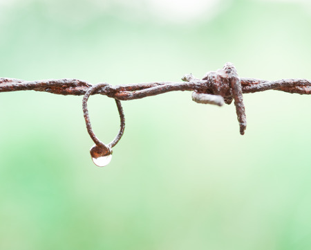 Barbed wire close-up with drops of water in rainy dayの写真素材