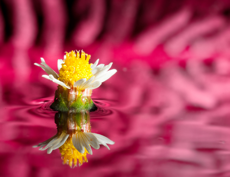 White Flower reflecting in waterの写真素材