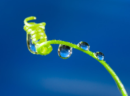 Dew drops close upの写真素材