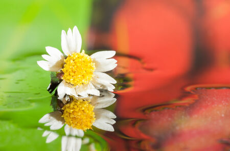 White Flower reflecting in waterの写真素材