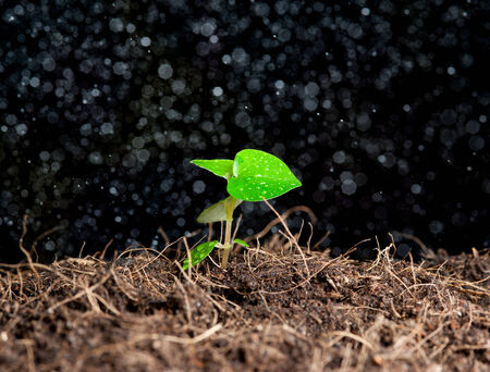 green sprout with a spray of water aroundの写真素材