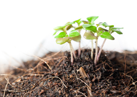 Young green plant on a white の写真素材