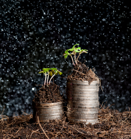 coins and plant - money growth concept.の写真素材
