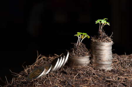 coins and plant - money growth concept. の写真素材