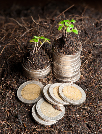 coins and plant - money growth concept. の写真素材