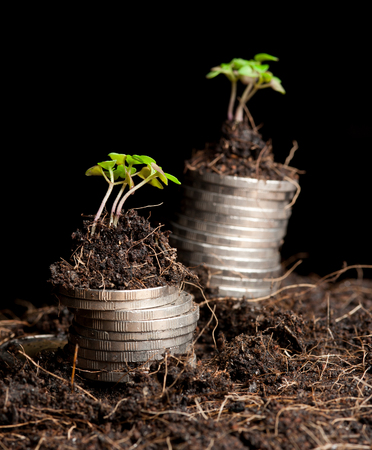 coins and plant - money growth concept. の写真素材
