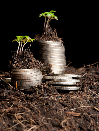 coins and plant - money growth concept.の写真素材