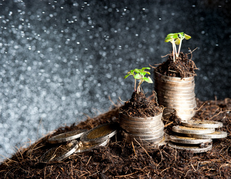 coins and plant - money growth concept.の写真素材