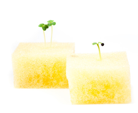 Hydroponic Tomato sprout in a yellow spongeの写真素材