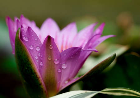 Water drop on colorful purple water lily in thailandの写真素材