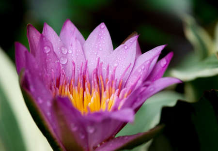 Water drop on colorful purple water lily in thailandの写真素材