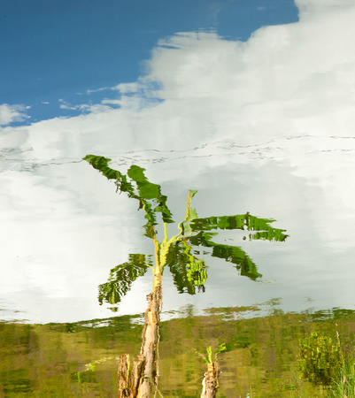 reflection banana tree in waterの写真素材