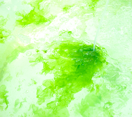 The green algae in the waterの写真素材
