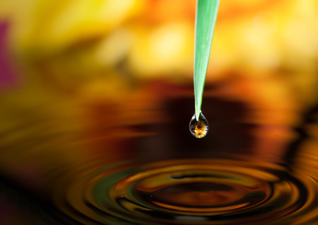 pot marigold flower mirroring inside dew dropsの写真素材