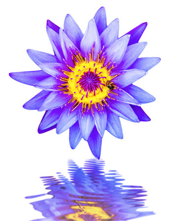 Close up light purple color blooming water lily or lotus flower isolated on white with reflectionの写真素材
