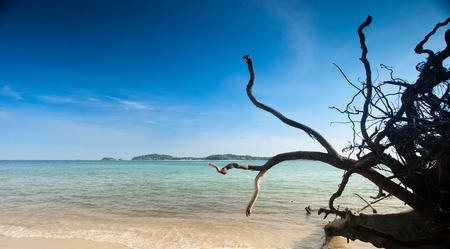 Dead and uprooted tree at the oceanの写真素材