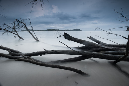 dead trees at the seaの写真素材