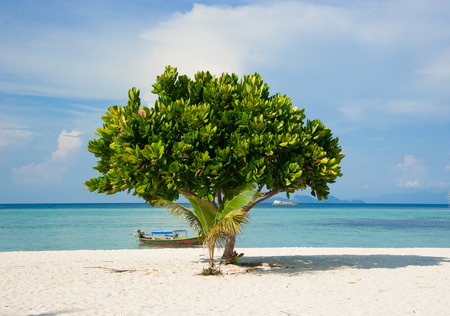tree and beautiful seascape in Thailandの写真素材