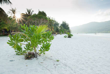 tree and beautiful seascape in Thailandの写真素材