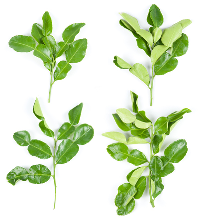 Bergamot leaves on white backgroundの写真素材