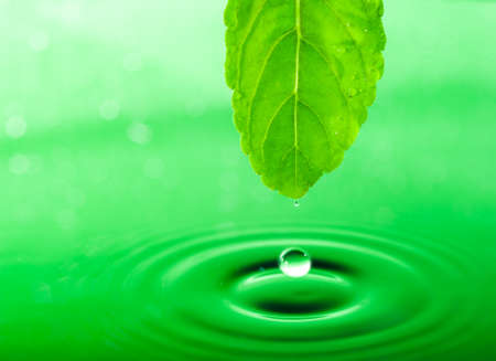 Green Leaf and Water Drop with Reflectionの写真素材