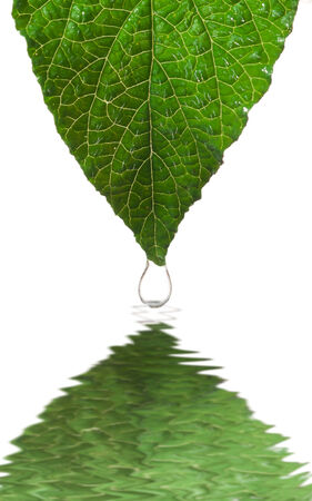 green leaf and water drop with reflectionの写真素材