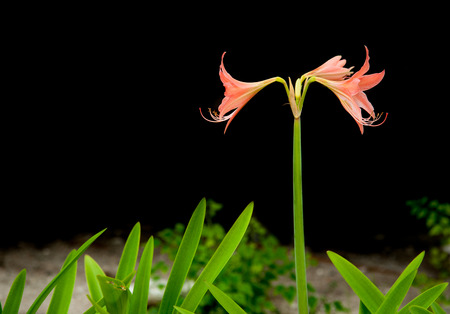 Amaryllis flowersの写真素材