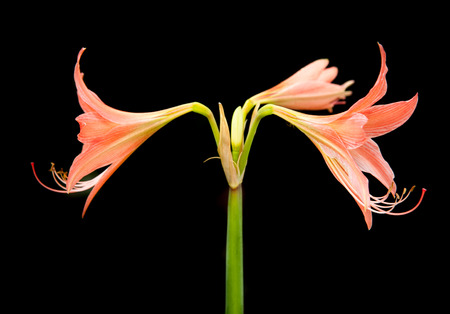 Amaryllis flowersの写真素材