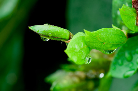 Green leaves with water dropsの写真素材