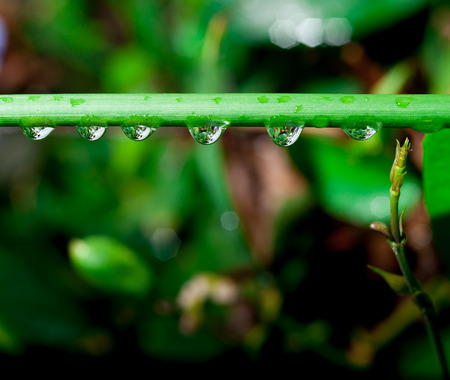 Fresh grass trunk with dew drops close upの写真素材