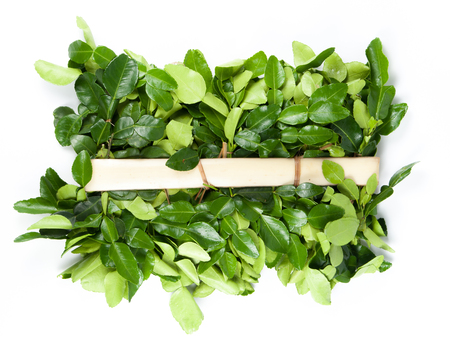 Bergamot leaves on white backgroundの写真素材