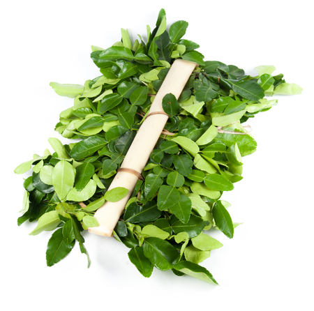 Bergamot leaves on white backgroundの写真素材
