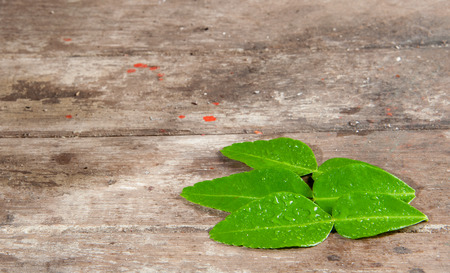 Bergamot leafs on old wooden backgroundの写真素材