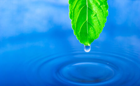 Green Leaf and Water Drop with Reflectionの写真素材