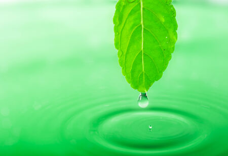 Green Leaf and Water Drop with Reflectionの写真素材