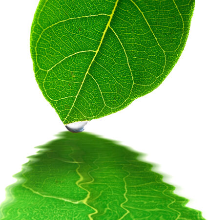 green leaf and water drop with reflectionの写真素材