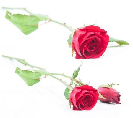 two red rose isolated on white backgroundの写真素材