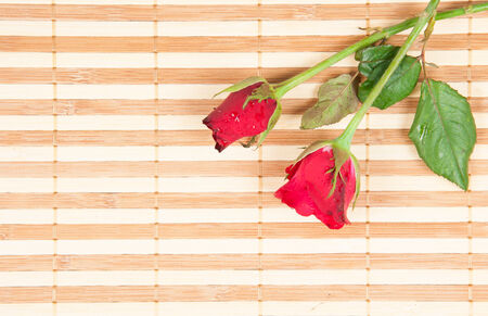 red rose on a wood backgroundの写真素材