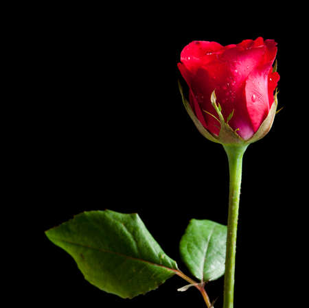 Single rose isolated over a black backgroundの写真素材