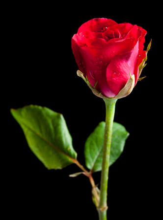 Single rose isolated over a black backgroundの写真素材