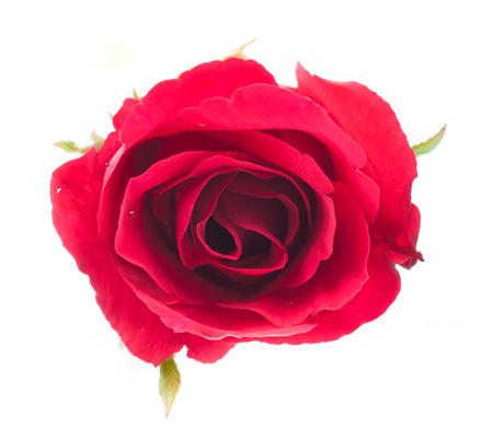 Red rose isolated on whiteの写真素材