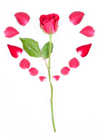 Red rose isolated on whiteの写真素材