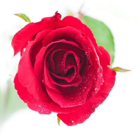 Red rose isolated on whiteの写真素材