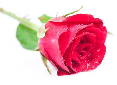 Red rose isolated on whiteの写真素材