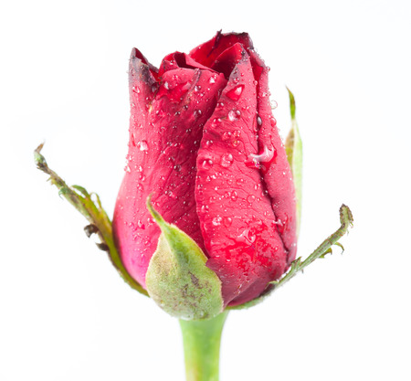 red rose bud with water drops isolated on white backgroundの写真素材