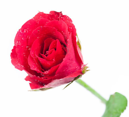 red rose bud with water drops isolated on white backgroundの写真素材