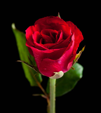 Single rose isolated over a black backgroundの写真素材